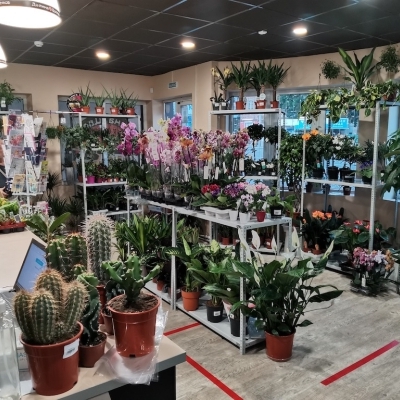 Комнатные растения