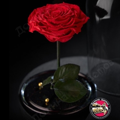 Розы в колбе