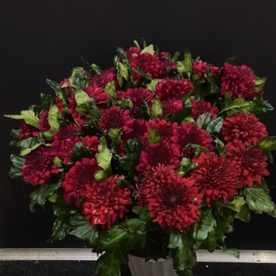 Хризантема одноголовая