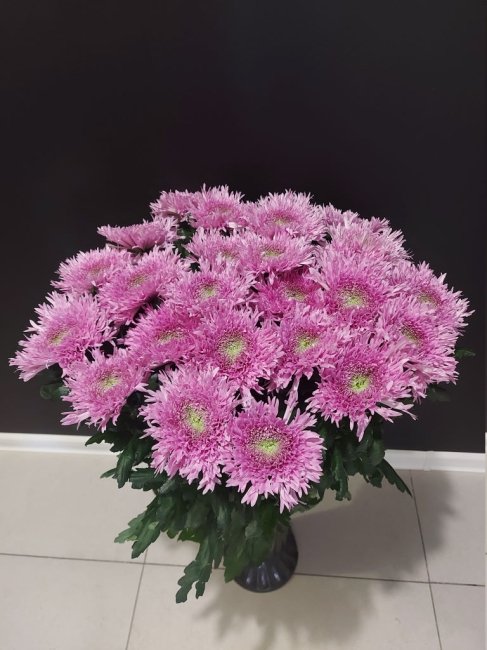 Хризантема одноголовая сиреневая.