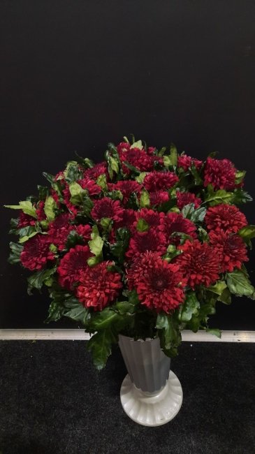 Хризантема одноголовая бордовая.