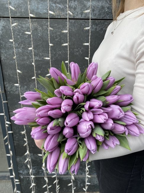 Тюльпан Лиловый