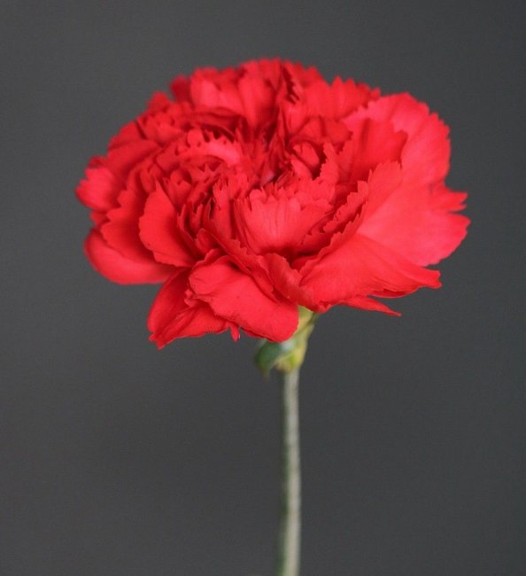 Гвоздика красная.