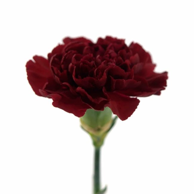 Гвоздика бордовая.