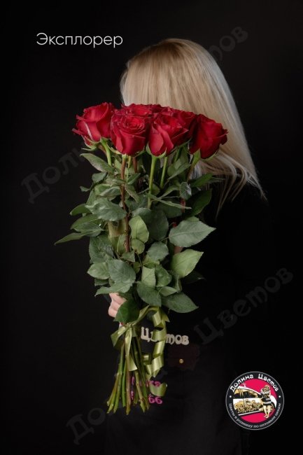 Розы Эксплорер  (высота  50см)