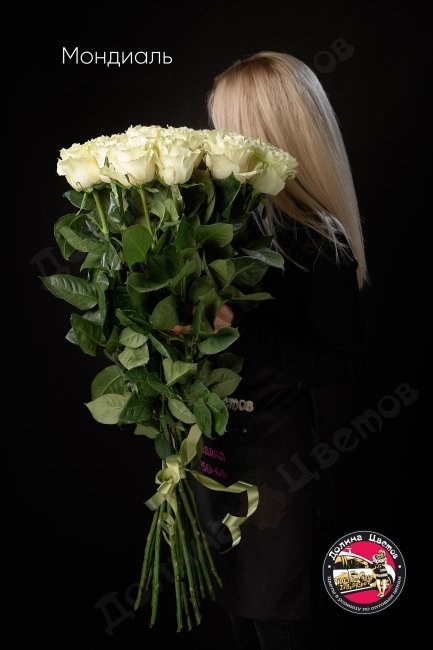 Розы Мондиаль  (высота  80см)