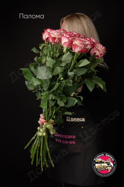 Розы Палома  (высота  80см)