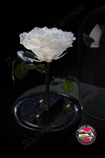 Роза в колбе белая ПРЕМИУМ