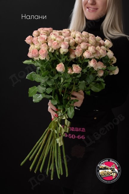 Розы Налани  (высота  50см)