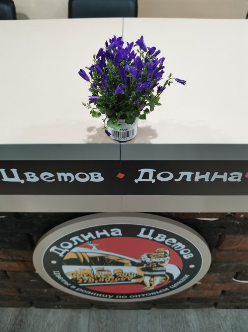 Кампанула мини