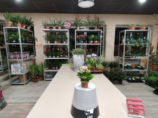 Каланхое розалина