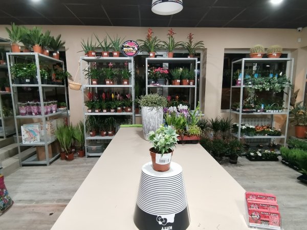 Плющ горшечный