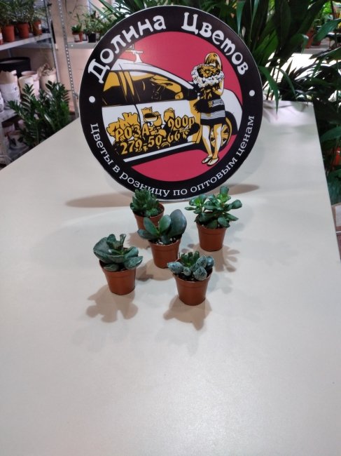 Адромискус микс Човдос 5/5/8