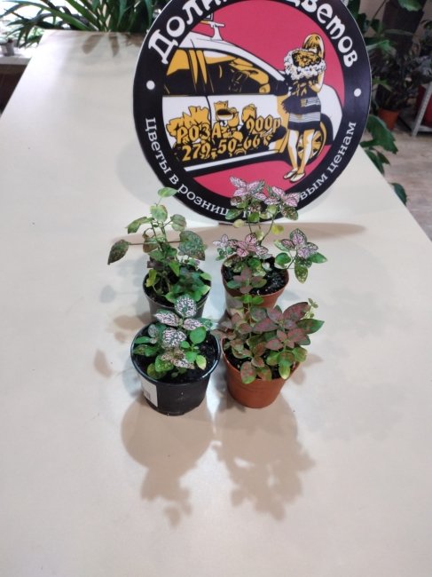 Плант mix мини