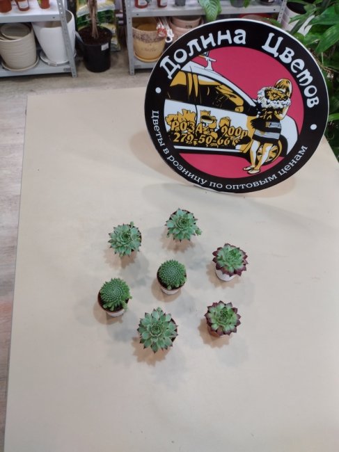 Семпервивум микс 11.505.10