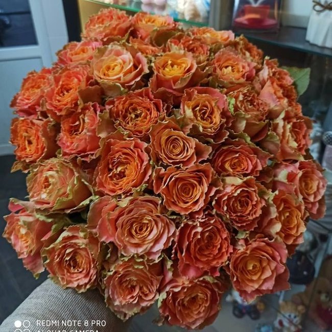 Роза Кантри спирит Луиза. Букет из 35 роз. Высота 60 см
