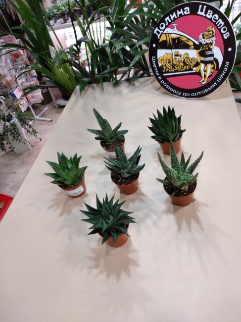 Алое микс Човдос